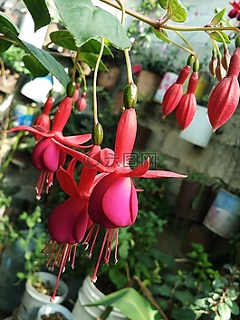 性質(zhì),花園,植物