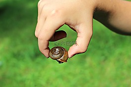 蝸牛,棕色,夏天