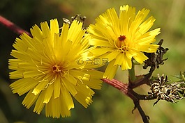 開花,黃色,指出花