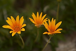 花卉,性質(zhì),春