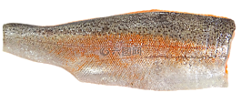 海鱒,海,特勞特