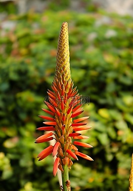 花卉,性質(zhì),春
