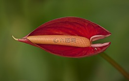 花卉,性質(zhì),春
