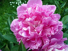 花,玫瑰,牡丹