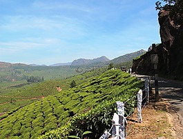 茶园,茶叶种植,印度