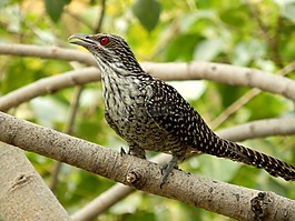 杜鹃,亚洲女性koel,戈埃尔
