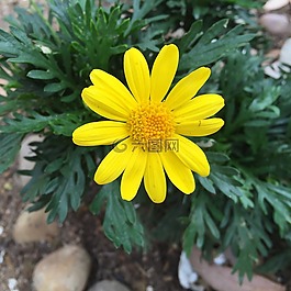 europsy,花,黄色花