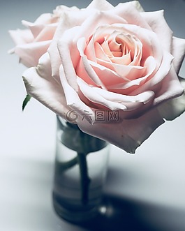 玫瑰,花,愛
