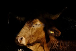 牛,牛肉,動物