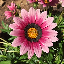 雜色菊,花,夏天