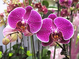 蘭花,紫,開(kāi)花