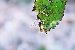 葉子,滴,一滴水