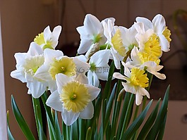 春天,鮮花,白