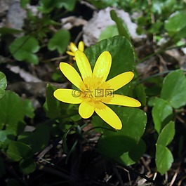 eranthis,èrantis 冬季,花卉