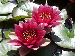 睡蓮,水生植物,粉紅色水百合
