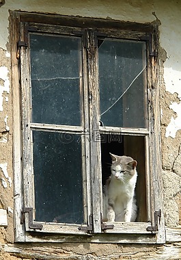貓,窗口,動物