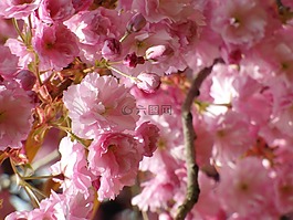 櫻花,紅色,春天