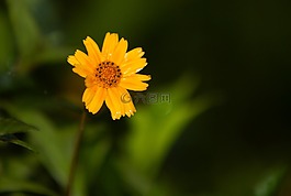 花卉,性質(zhì),春