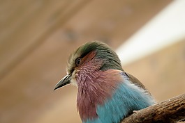 鳥,動(dòng)物世界,動(dòng)物園