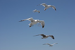 海鷗,天空,鳥