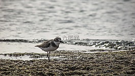 限制,海鳥,洄游