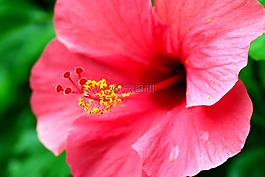 花,粉紅色,黃色