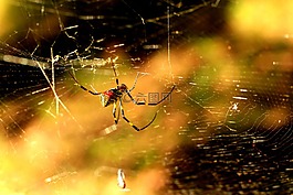 蜘蛛,紅色,黃色