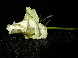 白玫瑰,開花,玫瑰綻放