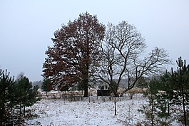 性質(zhì),冬天,grunewald