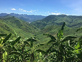 越南,山,棕櫚樹