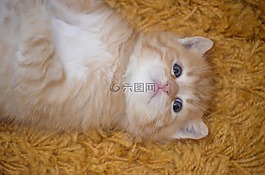貓,嬰兒,甜