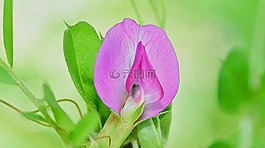 性質(zhì),花,橙色