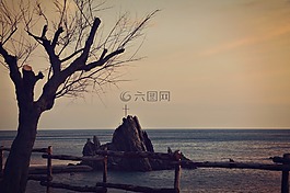 海,日落,樹