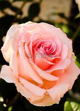 玫瑰,性質(zhì),花
