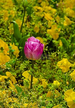 花,玫瑰,自然