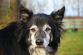 狗,边境牧羊犬,英国牧羊犬