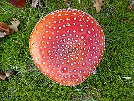 性質(zhì),秋季,蘑菇