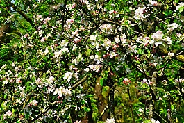 蘋果樹,蘋果樹開花,開花