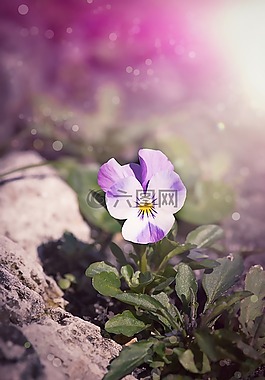 紫羅蘭色,潘茜,開花
