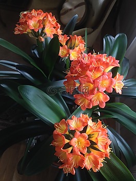 百合,植物,橙