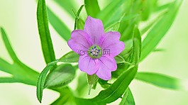 性質(zhì),花,鮮花