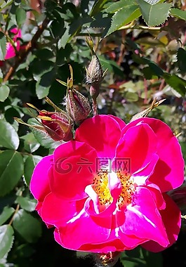 玫瑰,花,花的