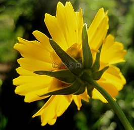 花,雛菊,黃色
