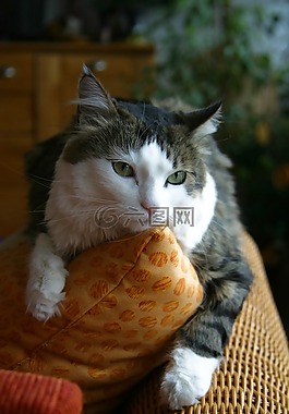貓,動物,寵物