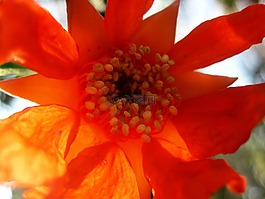 花,盛開,石榴