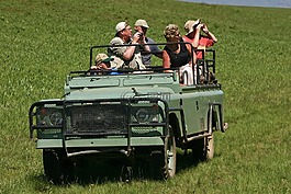 路虎,吉普車,野生動物園