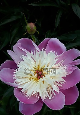 牡丹,紫色,花