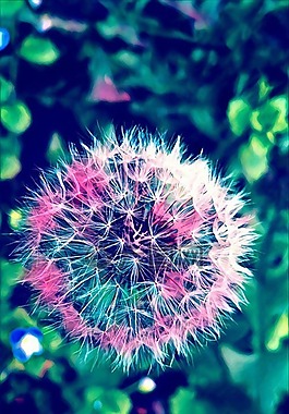 蒲公英,豐富多彩,花