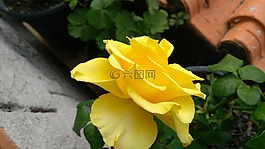花,黃色,自然