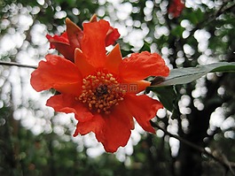 花,盛開,橙色